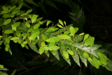 Woodwardia orientalis RCP10-97 061.jpg